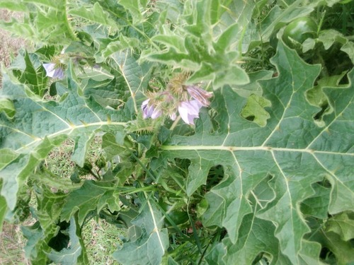 Solanum dasyphyllum