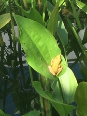 Chalcorana chalconota