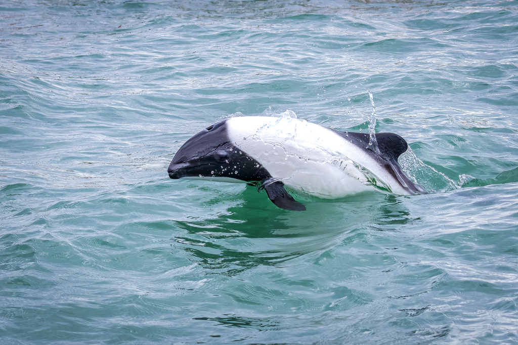 Commerson's dolphin rolling at the surface off Puerto Rawson, Argentina