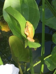 Chalcorana chalconota