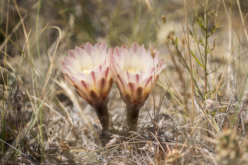 Gymnocalycium gibbosum, Punta Delgada, Chubut, Argentina