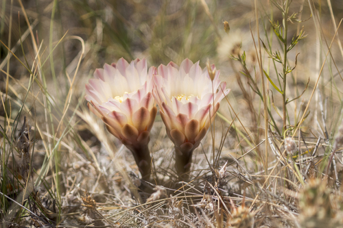 Gymnocalycium gibbosum