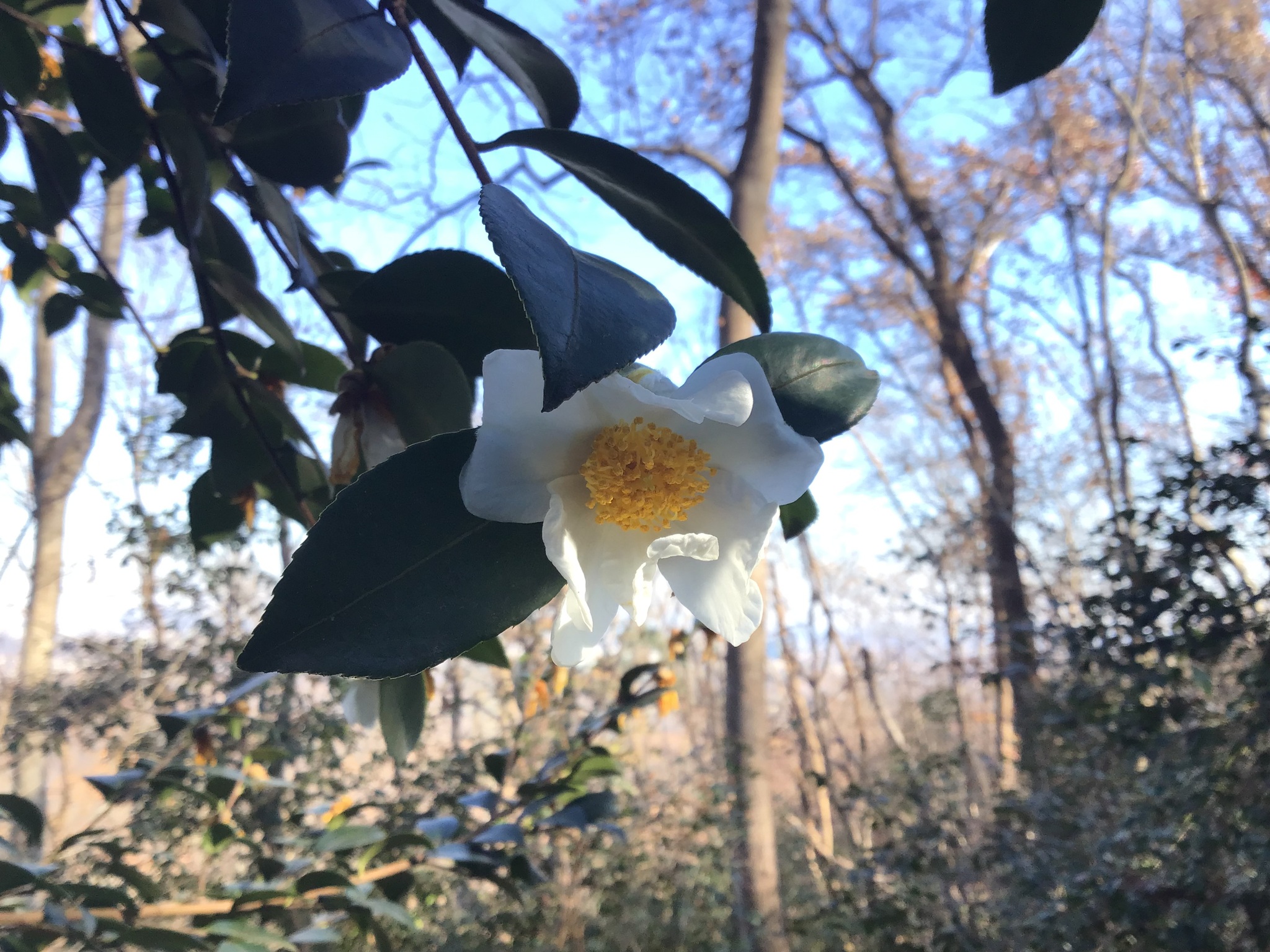 Camellia Oleifera (Camellia oleifera)