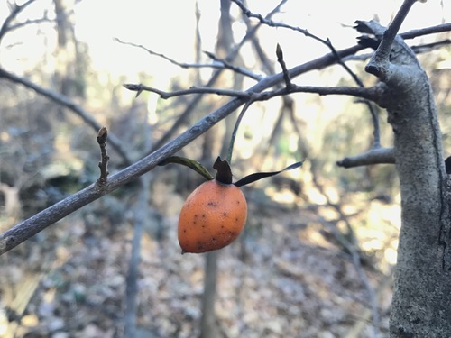 Diospyros rhombifolia, photograph 2