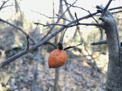 (c) 王天明, some rights reserved (CC BY) Diospyros rhombifolia, photograph (c) 王天明, some rights reserved (CC BY)
