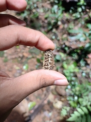 Elaeocarpus tuberculatus, photograph (c) Ashwin, some rights reserved (CC BY)