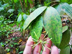 Dracaena surculosa