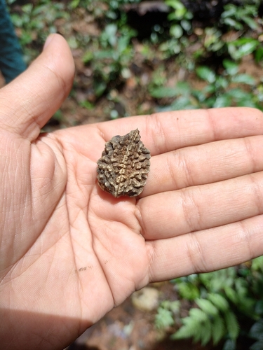 Elaeocarpus tuberculatus, photograph 3