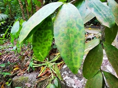 Dracaena surculosa