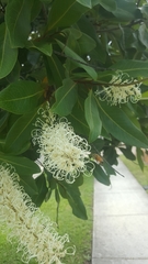 Buckinghamia celsissima