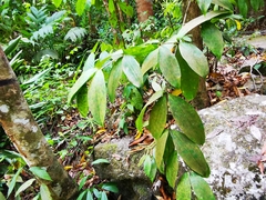 Dracaena surculosa