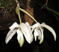 Stanhopea candida