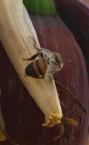 Western Honey Bee