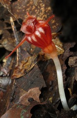 Thismia hyalina