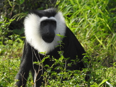 Ursine Colobus photo 4