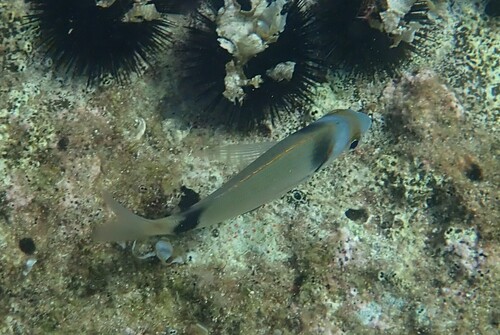 Diplodus vulgaris