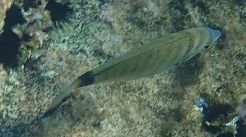 Diplodus puntazzo