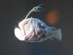 Atlantic Football-Fish photo 5