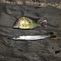 Boulengerella cuvieri