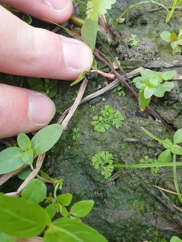 Violet Crystalwort (Riccia huebeneriana)