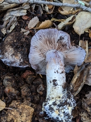 Cortinarius glaucopus