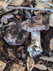 Cortinarius glaucopus