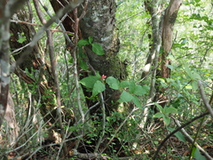 Viburnum urceolatum