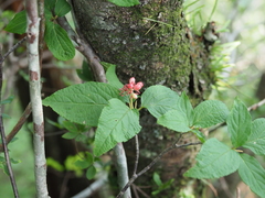 Viburnum urceolatum