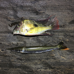 Boulengerella cuvieri