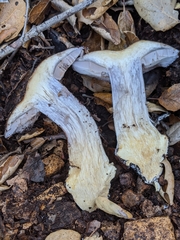 Cortinarius glaucopus