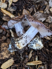 Cortinarius glaucopus