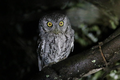 Whiskered Screech-Owl photo 4