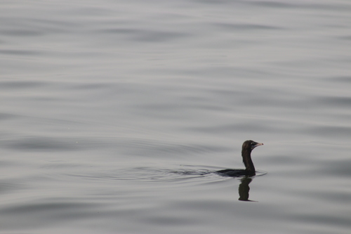 Little Cormorant