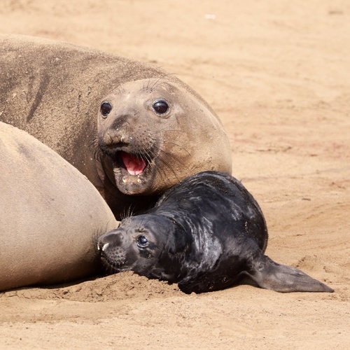 Northern Elephant Seal photographed in California