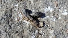 Prionailurus bengalensis