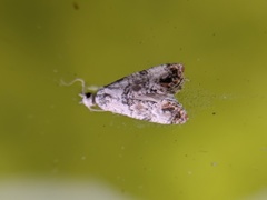 Cochylis