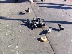 Columba livia domestica