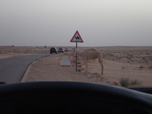Dromedary Camel
