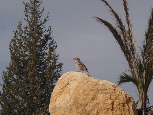 Spanish Sparrow