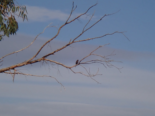 Black Redstart