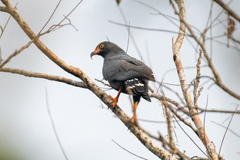 Helicolestes hamatus