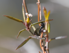 Metastelma arizonicum