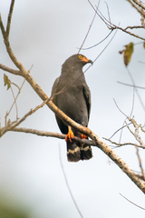 Helicolestes hamatus