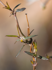 Metastelma arizonicum