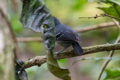 Myrmoborus myotherinus