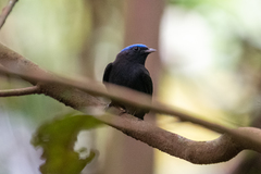 Lepidothrix coronata