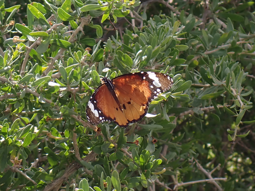 Plain Tiger Butterfly