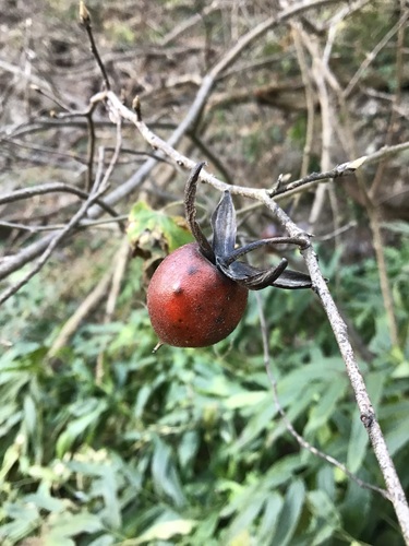 Dispyros Rhombifolia (Diospyros rhombifolia)