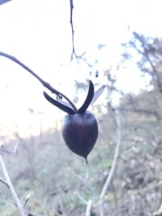 Diospyros rhombifolia