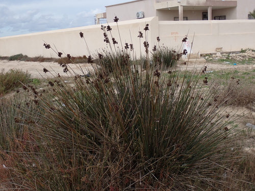 spiny rush